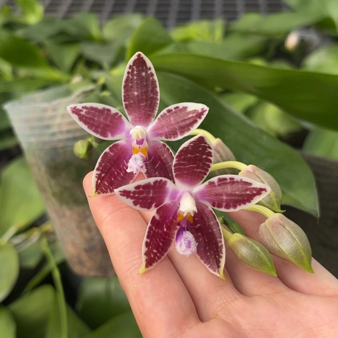 完全开放3.5寸盾交柯宁开花株