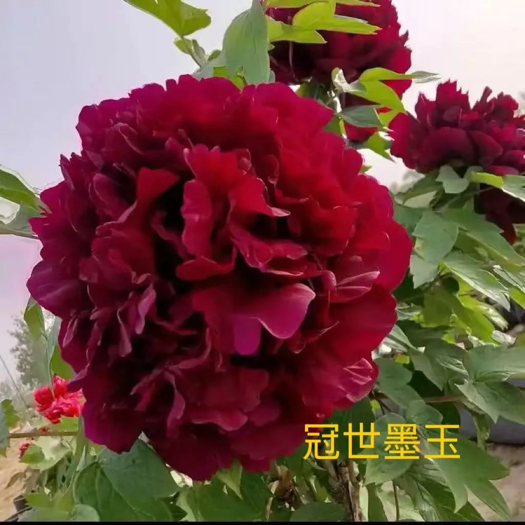 《黑色系》国花正品牡丹-菏泽发货 秋季栽种带芽孢带根发
