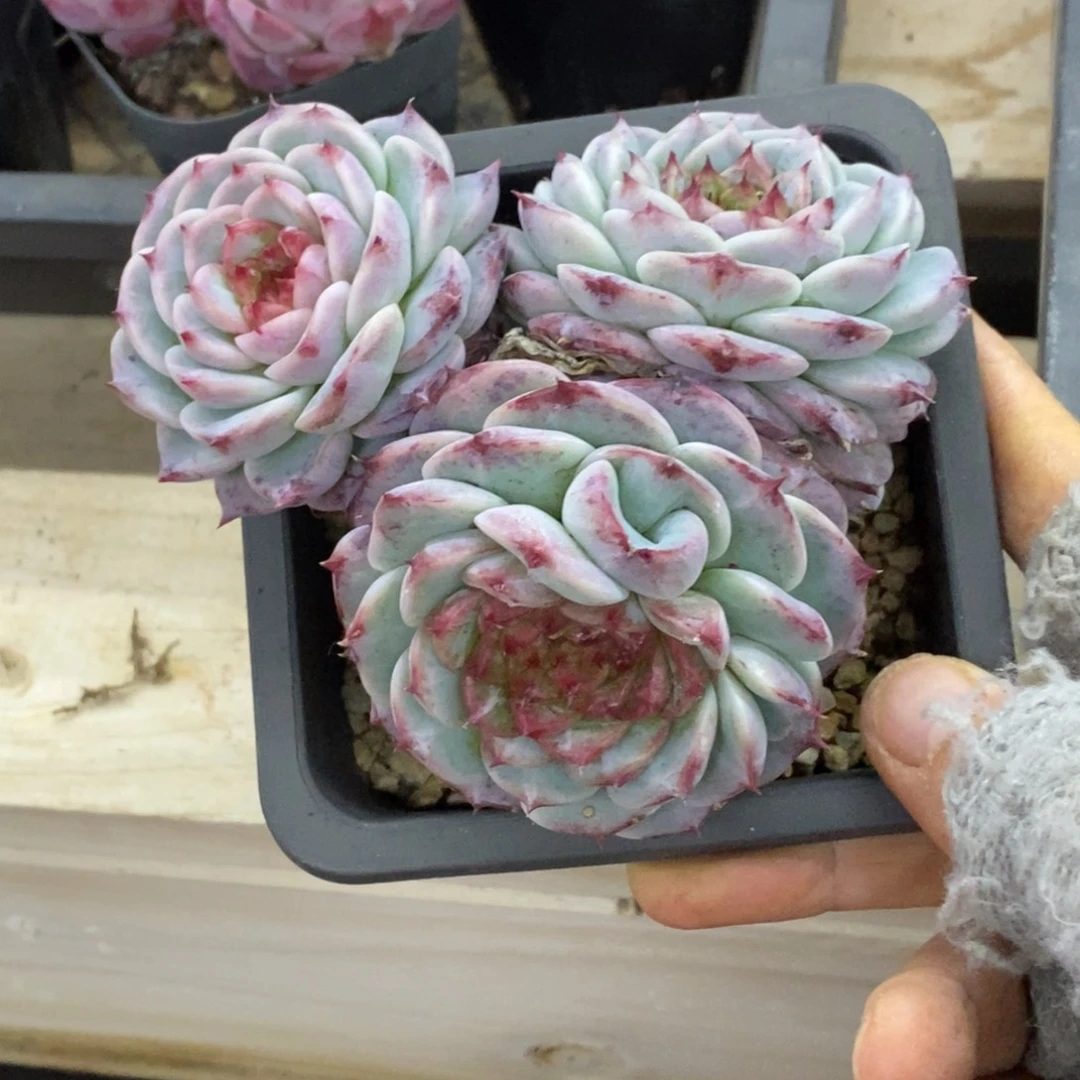 精品多肉一物一拍不包整168