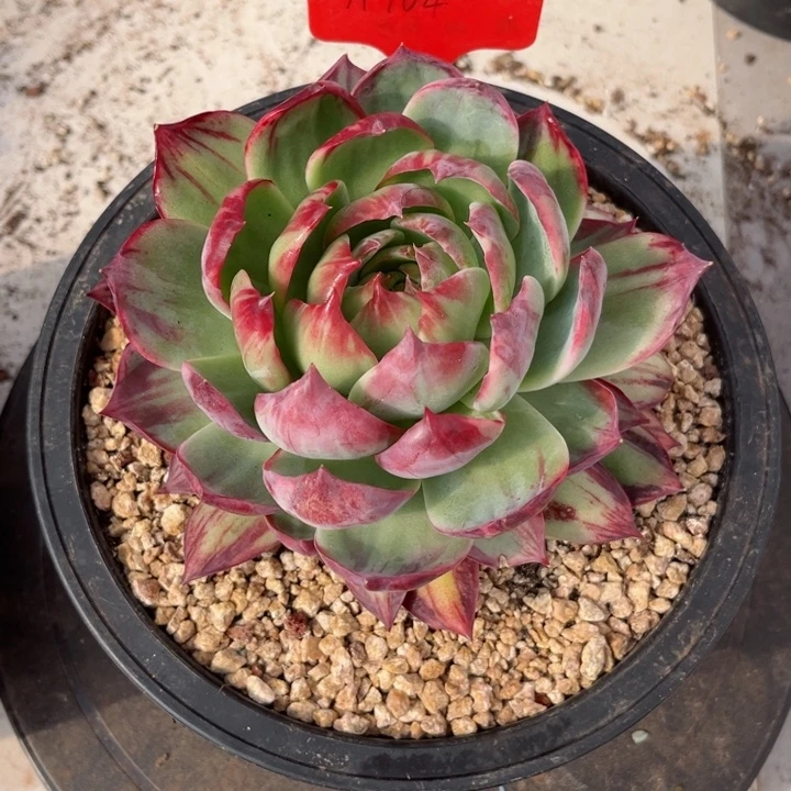 半***啡惊鸿仙子多肉植物A104