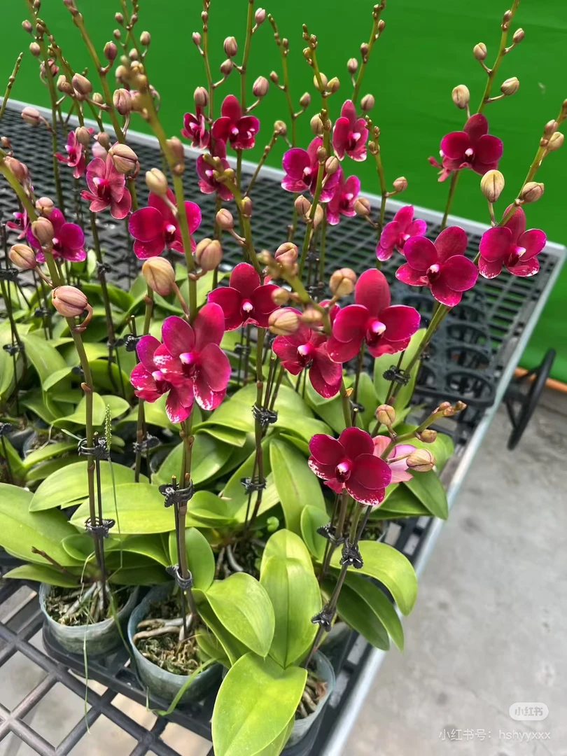 【胭脂 带花剑】3寸蝴蝶兰苗