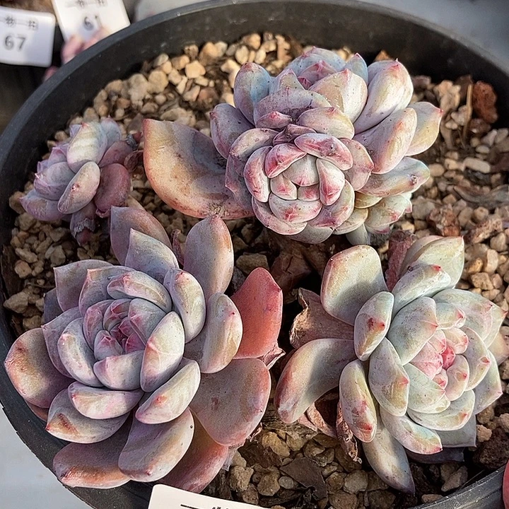 66 号一物一拍不退不换