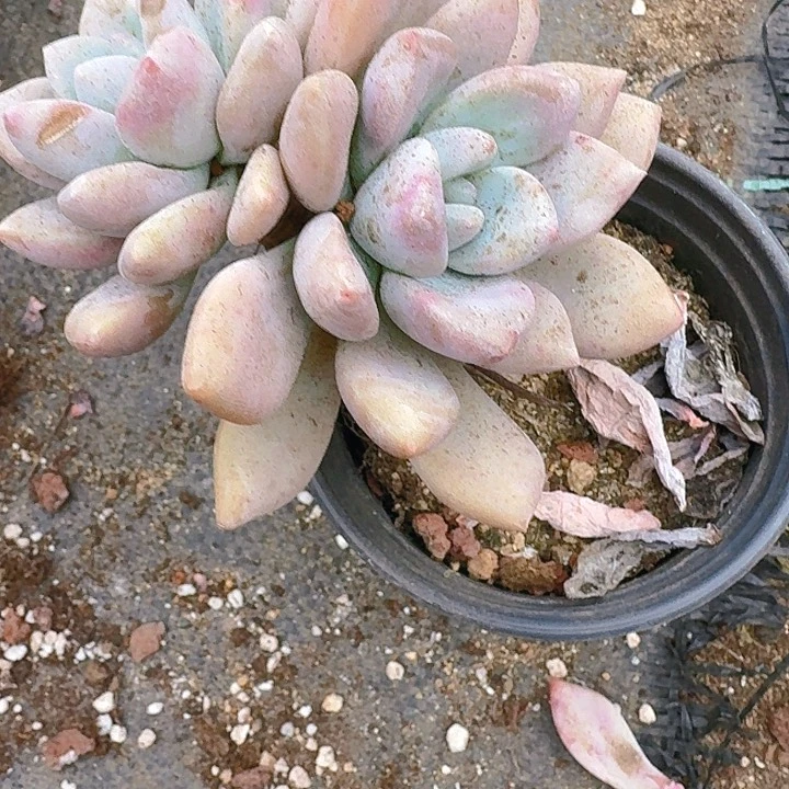 .****多肉植物一物一拍