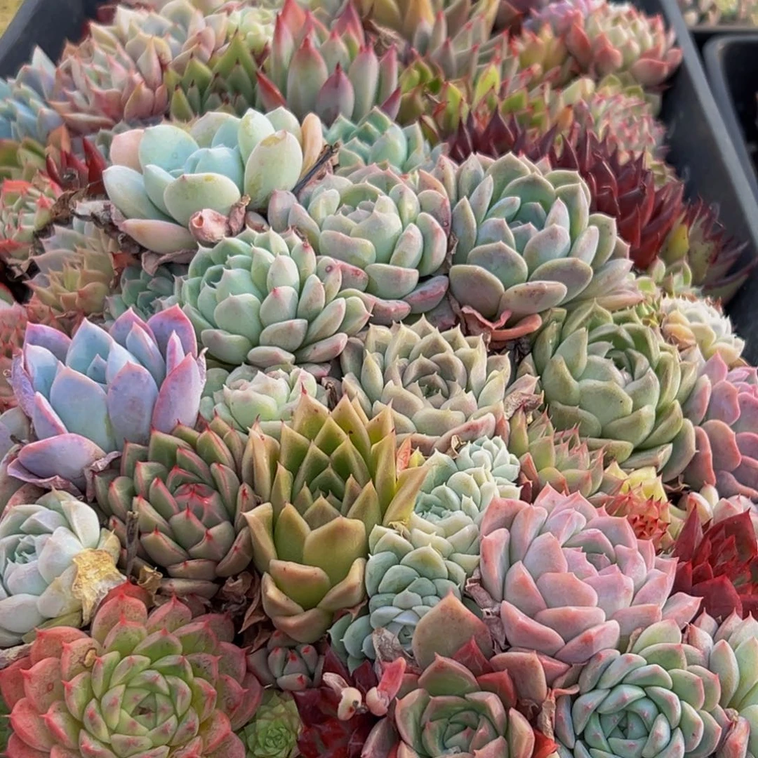 380多肉葡萄的味道是真的好吃