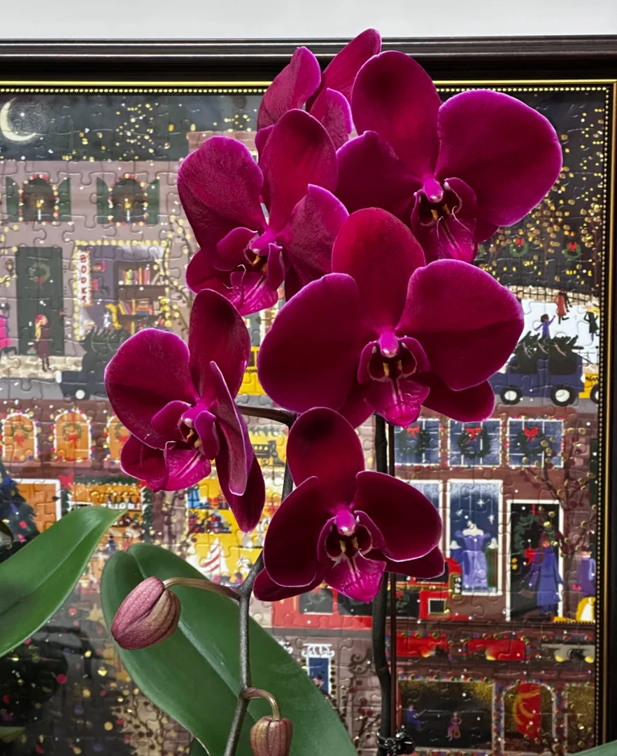 牛记黑脸蝴蝶兰盆栽