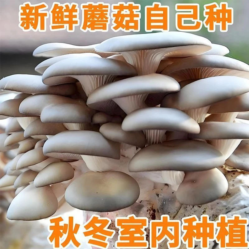 【三包】蘑菇菌包菌棒盆栽家庭种植包平菇菌菇基地直销包绿植好养活