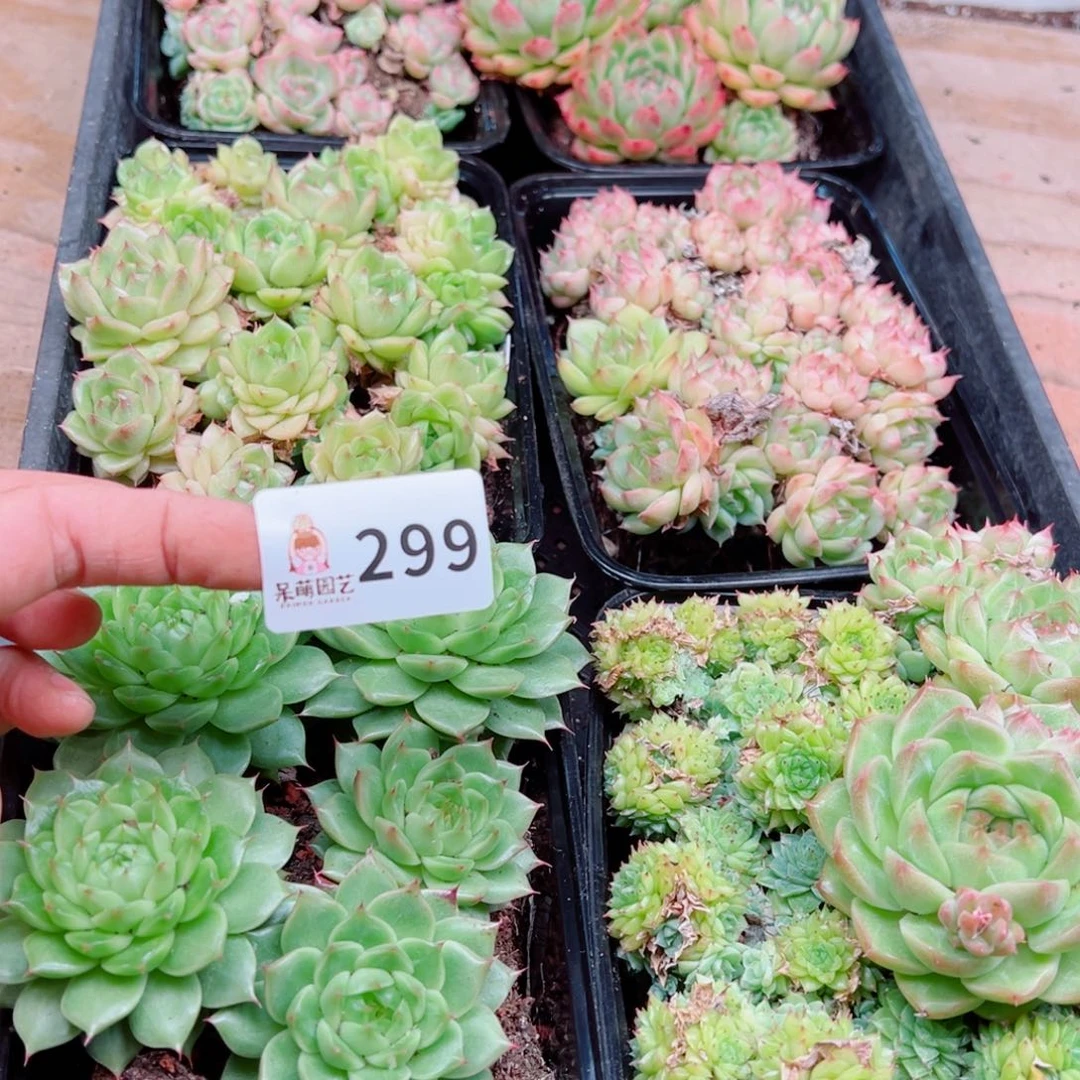 紫***荆多肉植物多肉植物