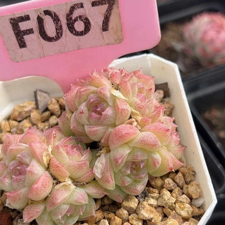小***鱼优选麦秆群6cm多肉植物