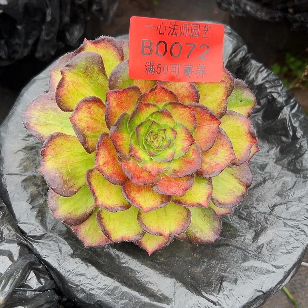 0072多肉植物海王七彩单头