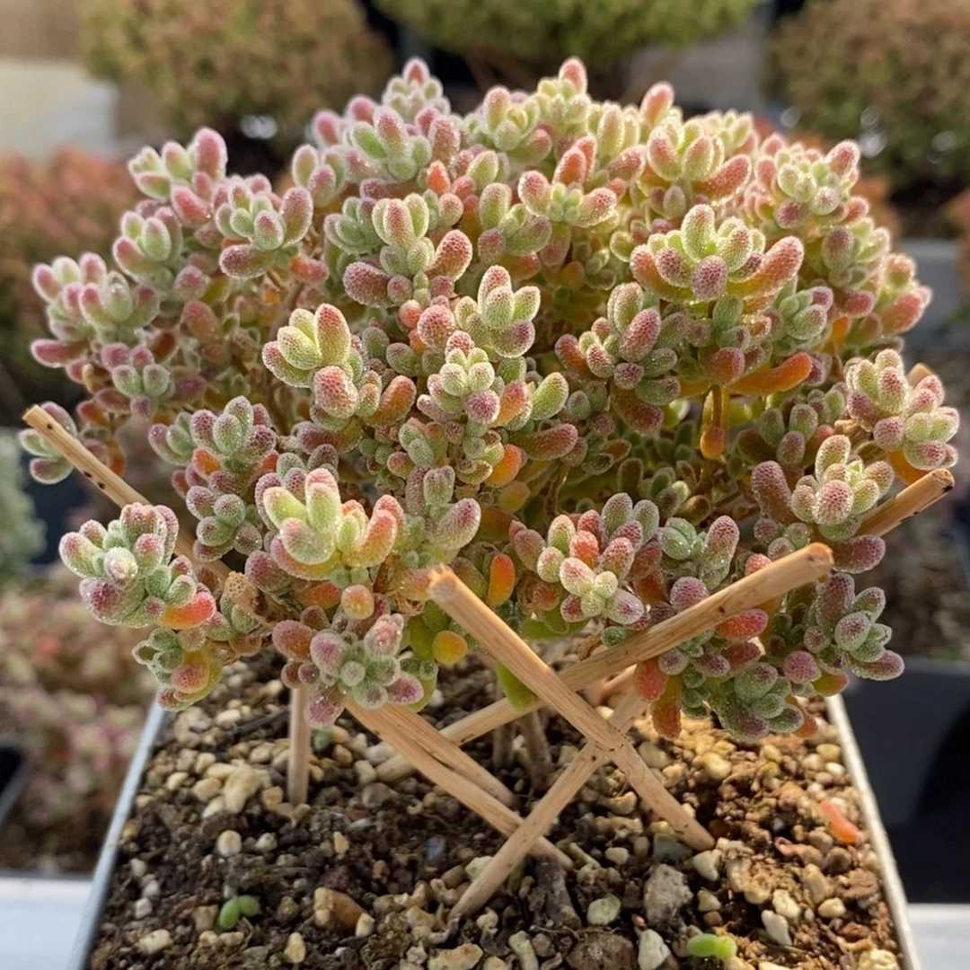 优选冰晶5675枝干番杏