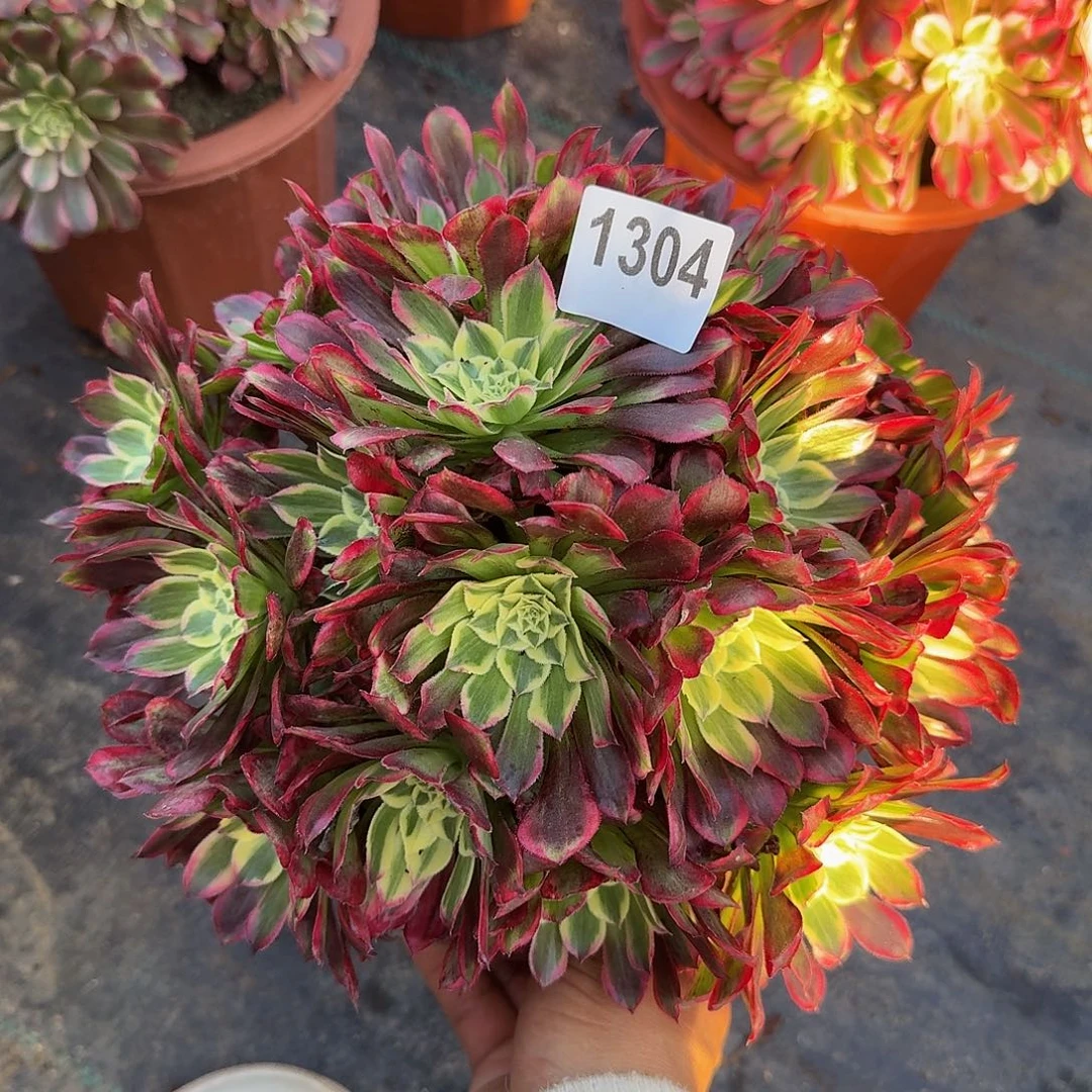 泽*1304天和44冠服22.3左右丛林