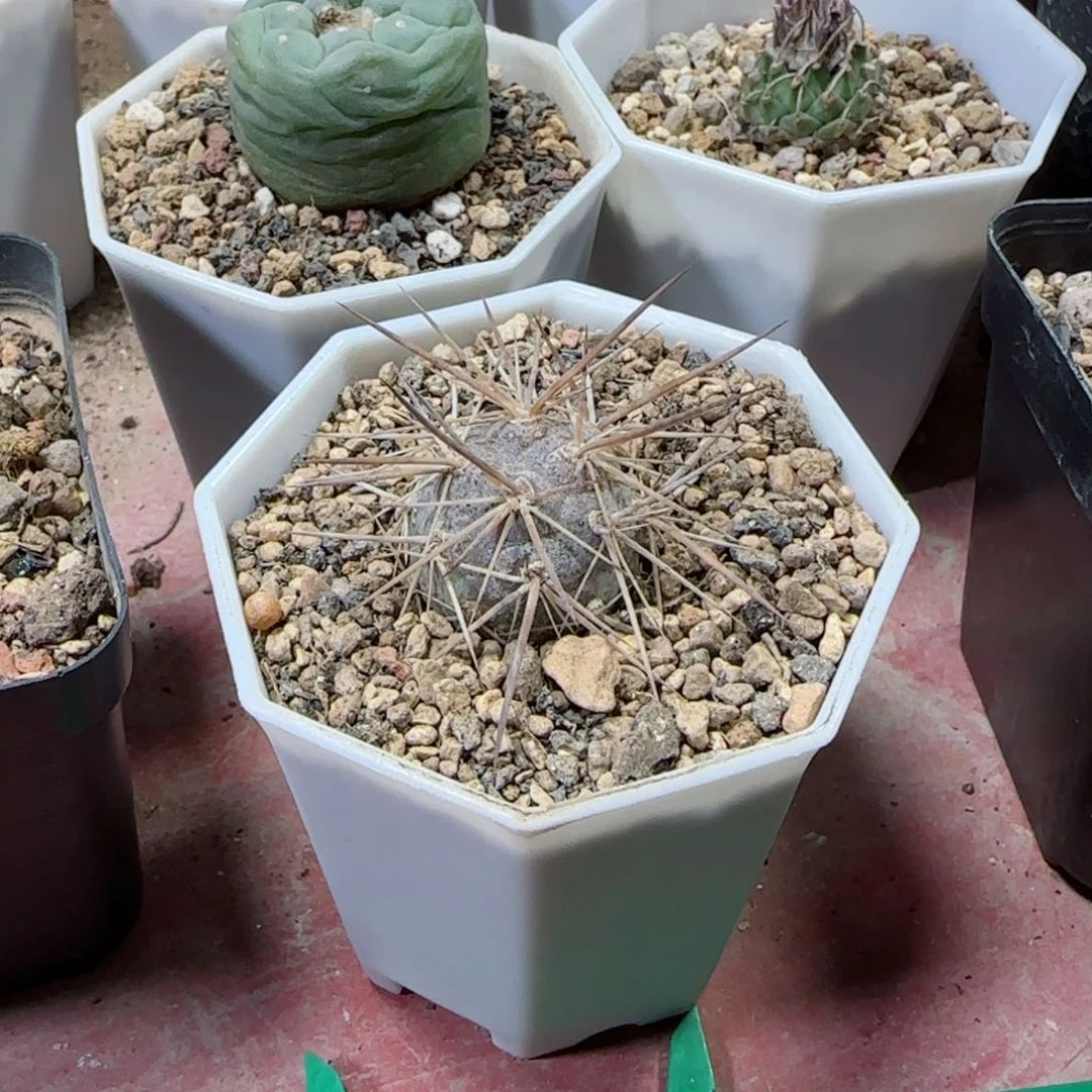 白*133原地自根习志野多肉