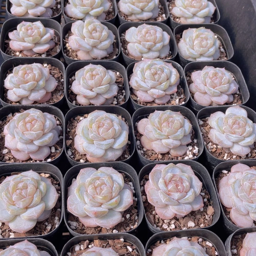 量拍20号 糖心白兰地单头一个