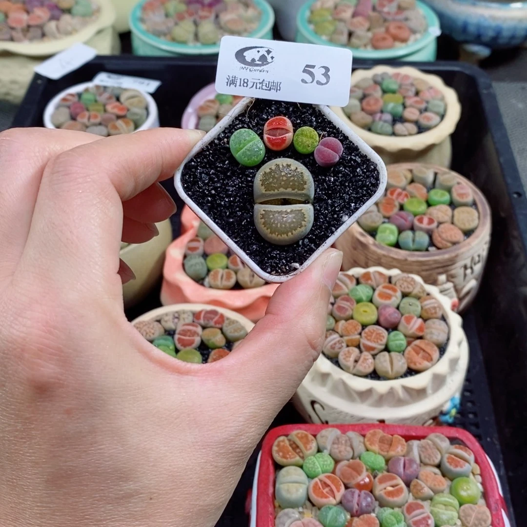 生石花花花花花53