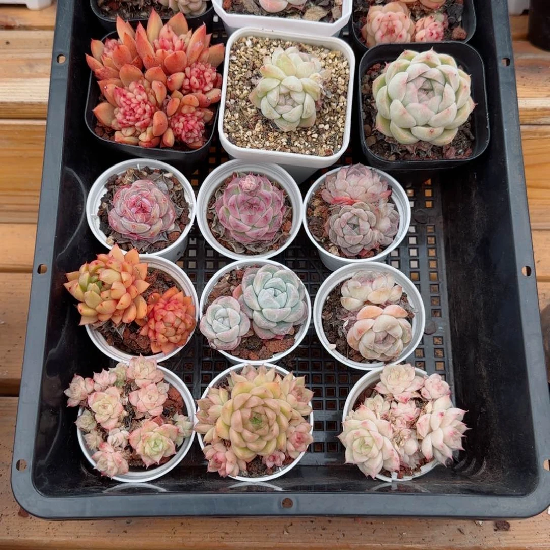 框拍框拍0307-86
