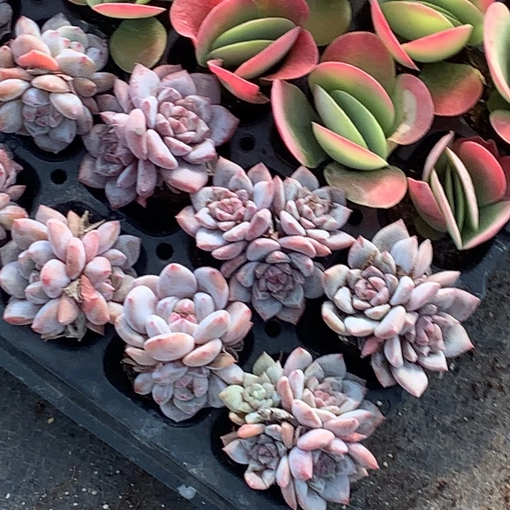 星星双头5颗  石榴籽双头5颗  包邮