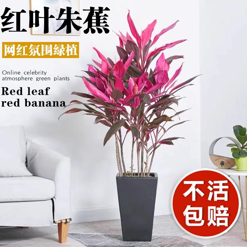 红叶朱蕉盆栽室内客厅净化空气红叶观叶网红绿植吸甲醛植物好养活