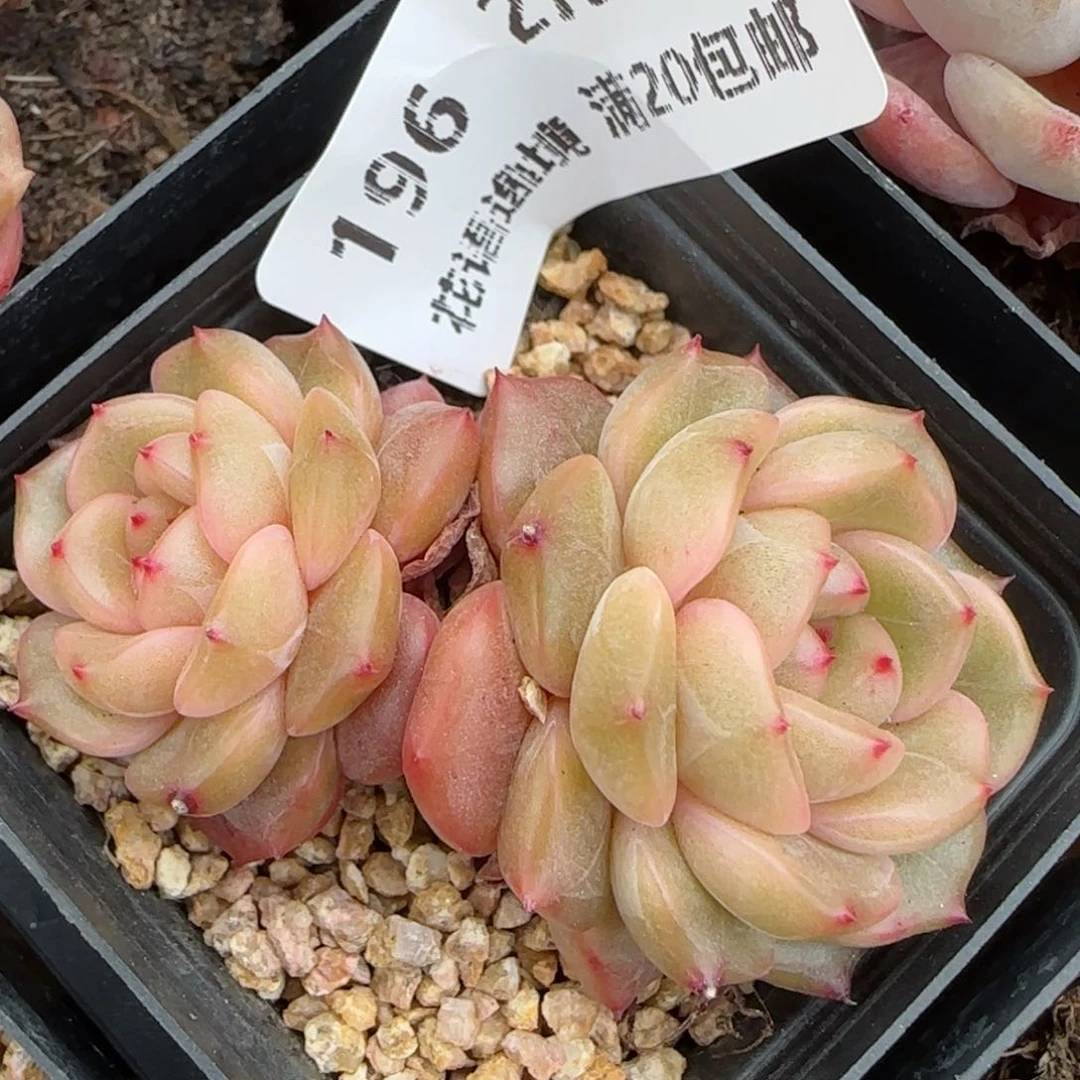 花语逸镜0203-196