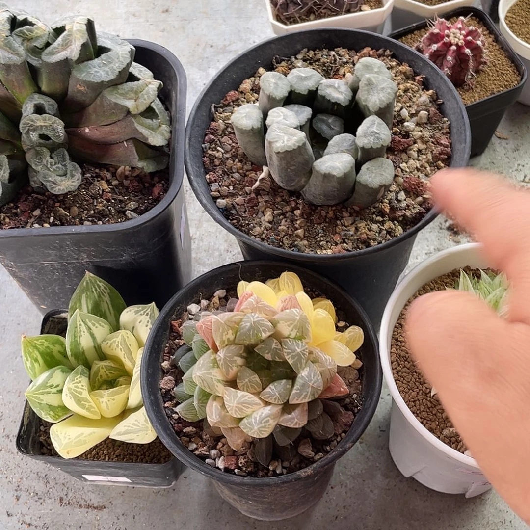 长****粉丝专拍仙人球多肉植物