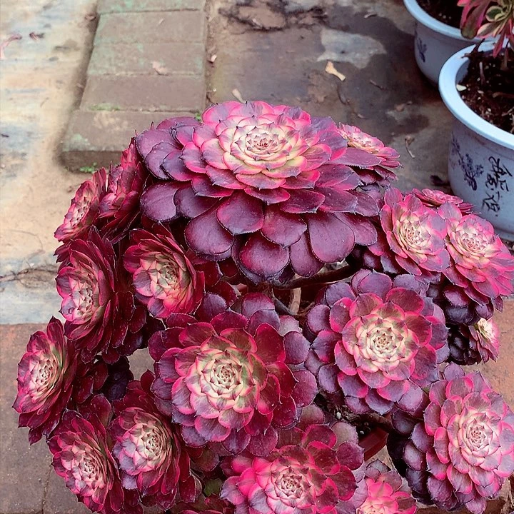 智****柜烟花的，多肉植物