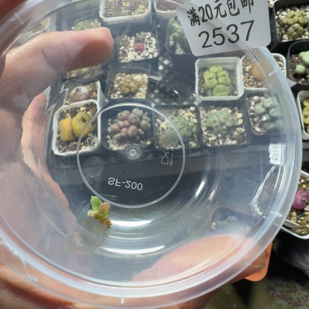 ？2537。多肉植物多肉植物