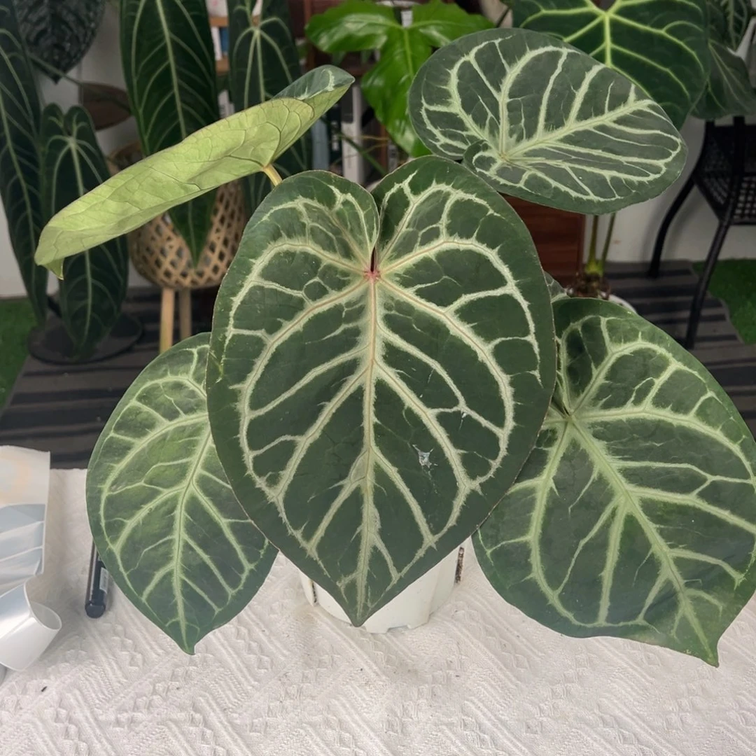 完全开放红水晶X个体撕裂纹