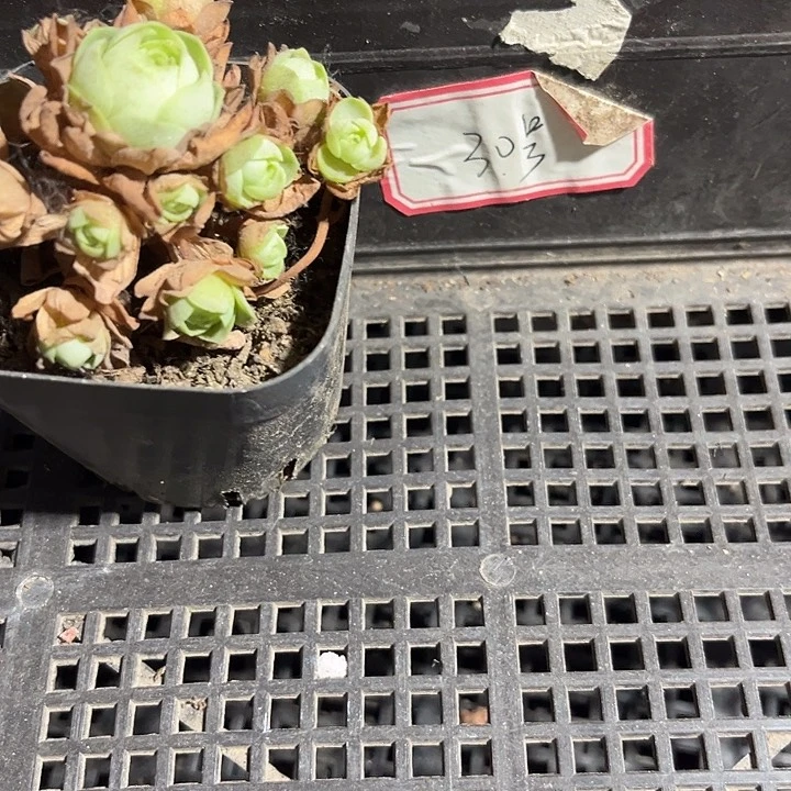 梦****30号框一颗带盆土发