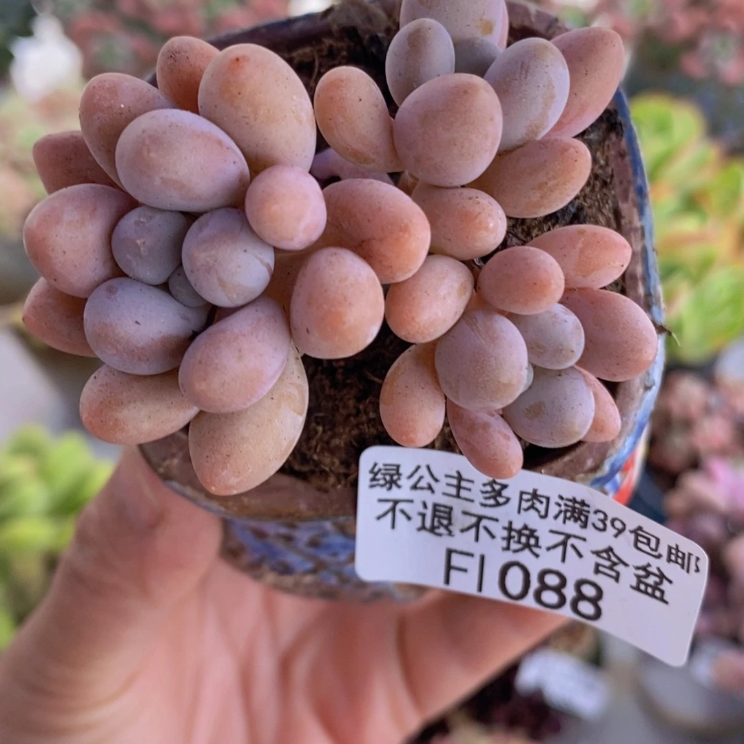 手指奶6cm1088多肉植物