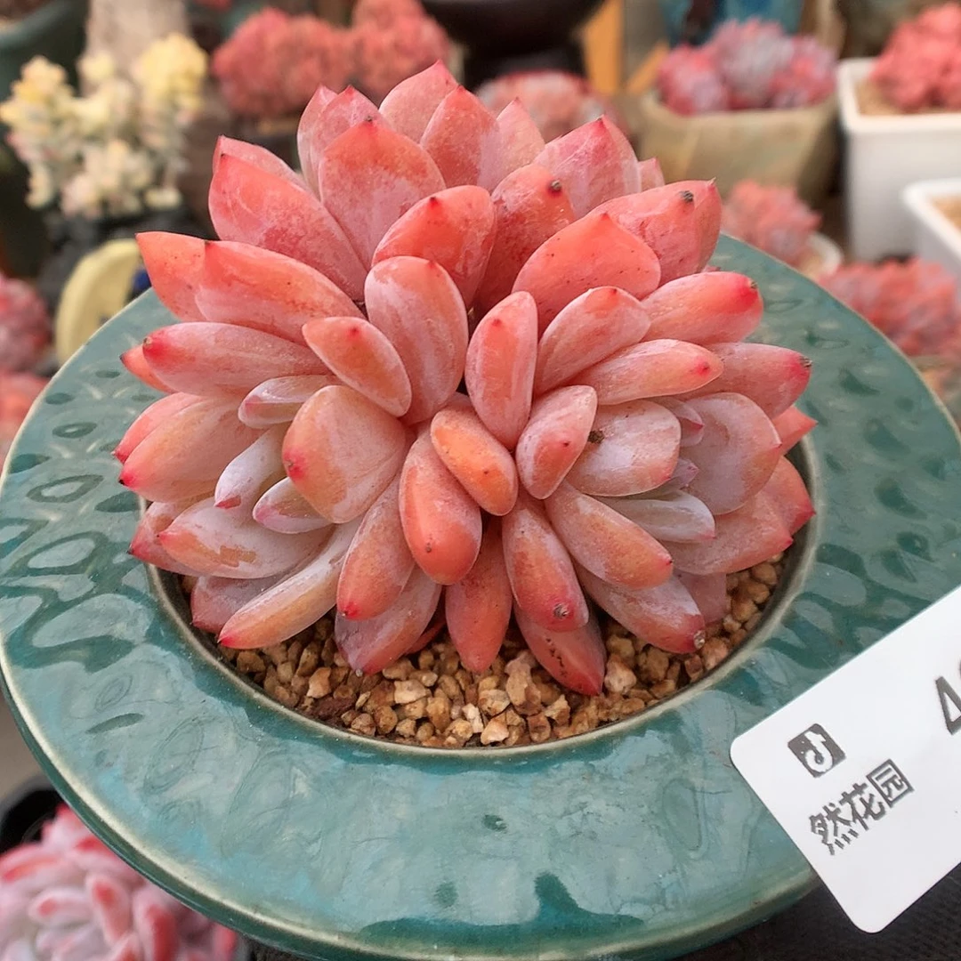 466雪天使多肉植物6666