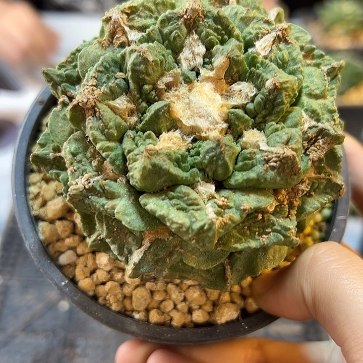 19号自根龙爪怒8.8公分瑕疵