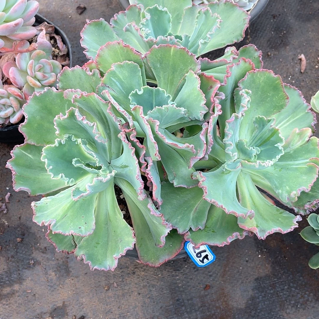 265舞会 一物一拍多肉