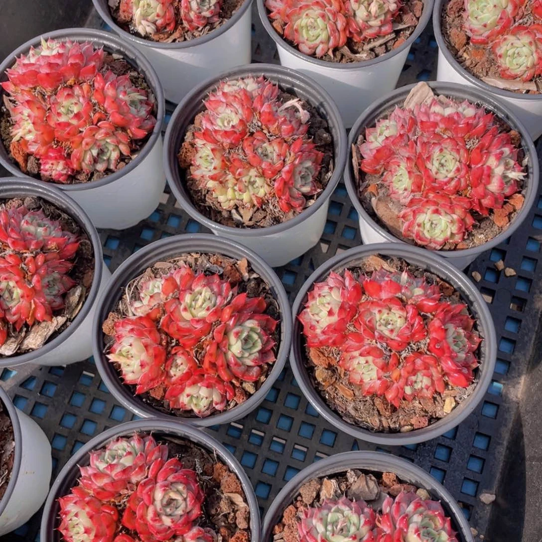 量拍27号 沙罗姬牡丹五头起群生一个