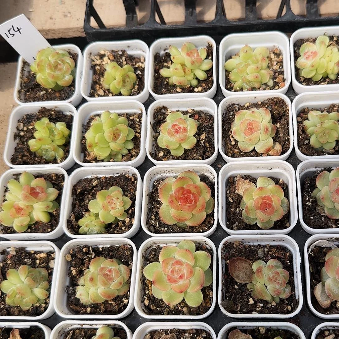 154 状态盆一个满25包邮