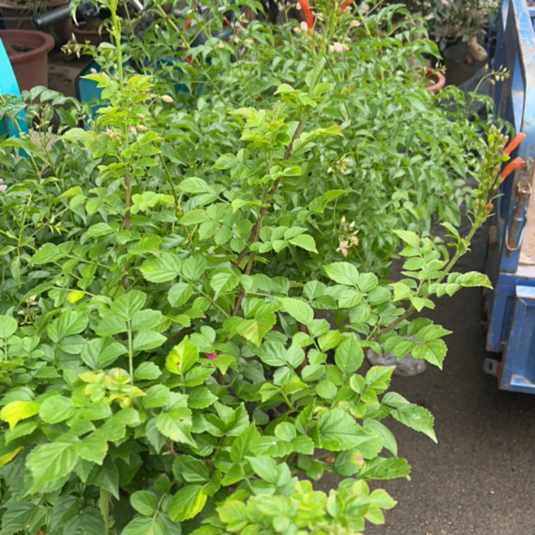 红色凌霄花带花带花苞