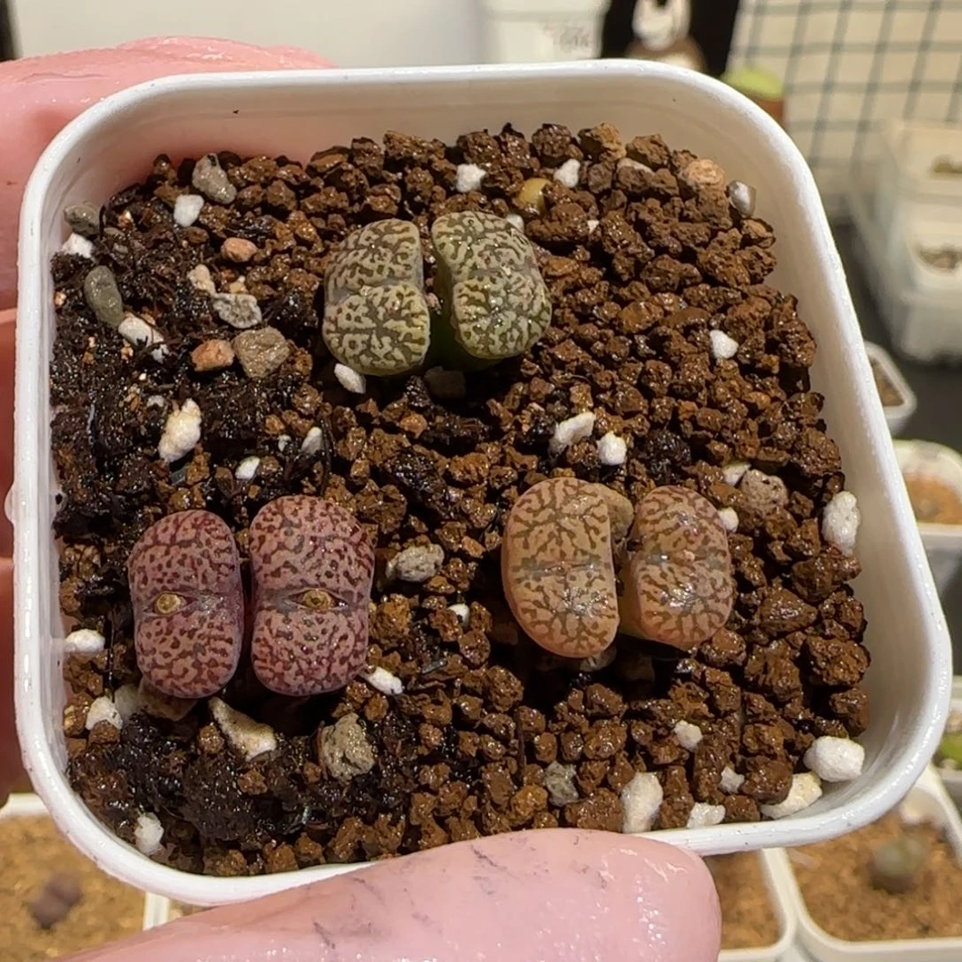 肉锥多肉植物组合-勋章一盆906