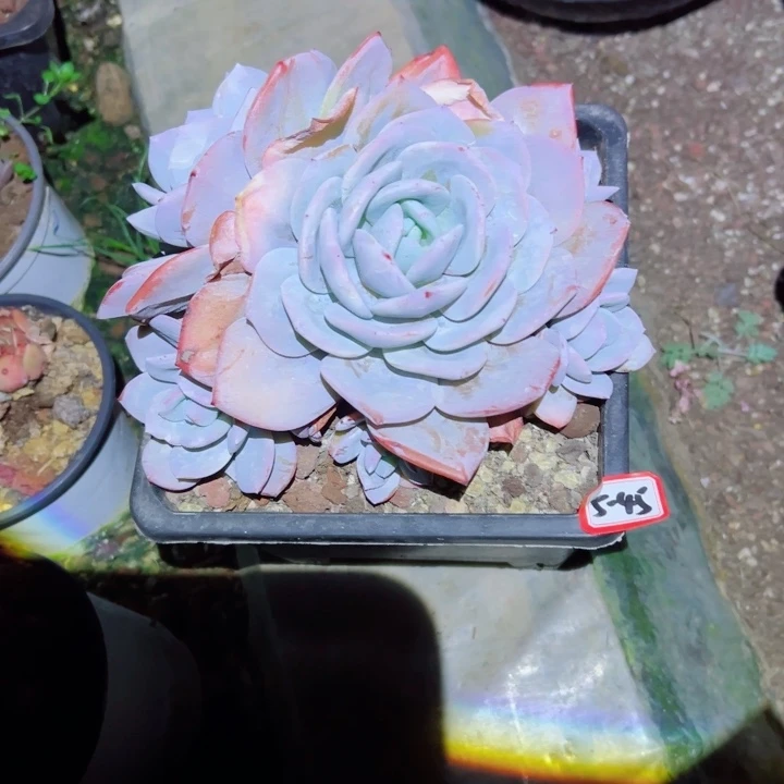 ?****?精品多肉植物老桩