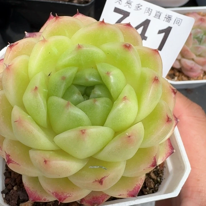 一***️麦秆         今日新品上新多肉植物