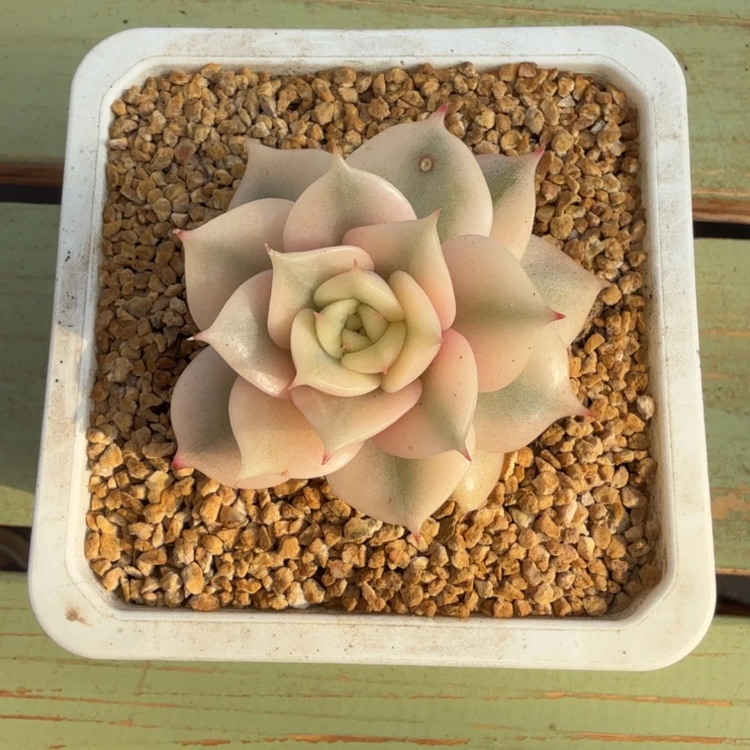 贝加尔湖锦上园艺一物一拍