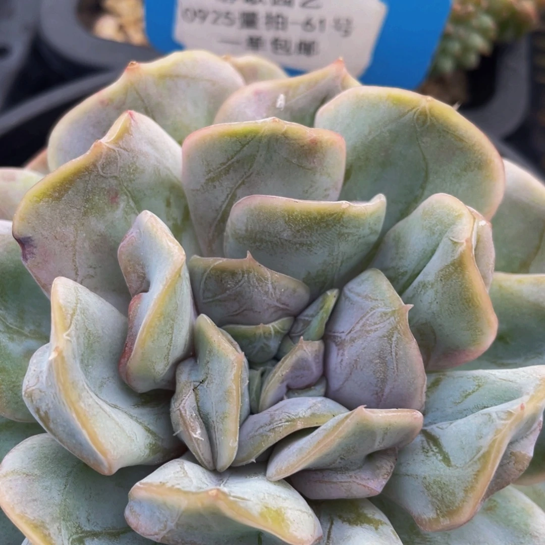 0925-61-云瑶仙子大单头一颗