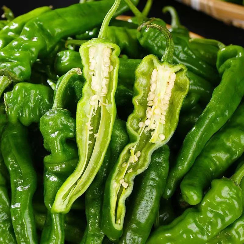 小皱皮爆辣辣椒新鲜小皱皮