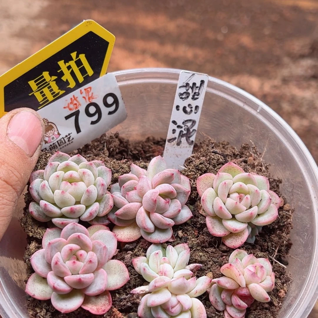 多肉植物多肉植物