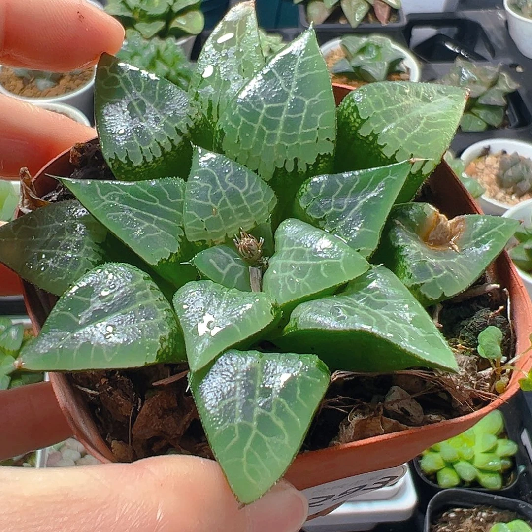 5293玉露多肉植物一颗