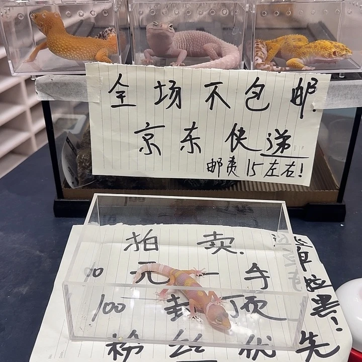 豹纹守宫nvchibcncnw