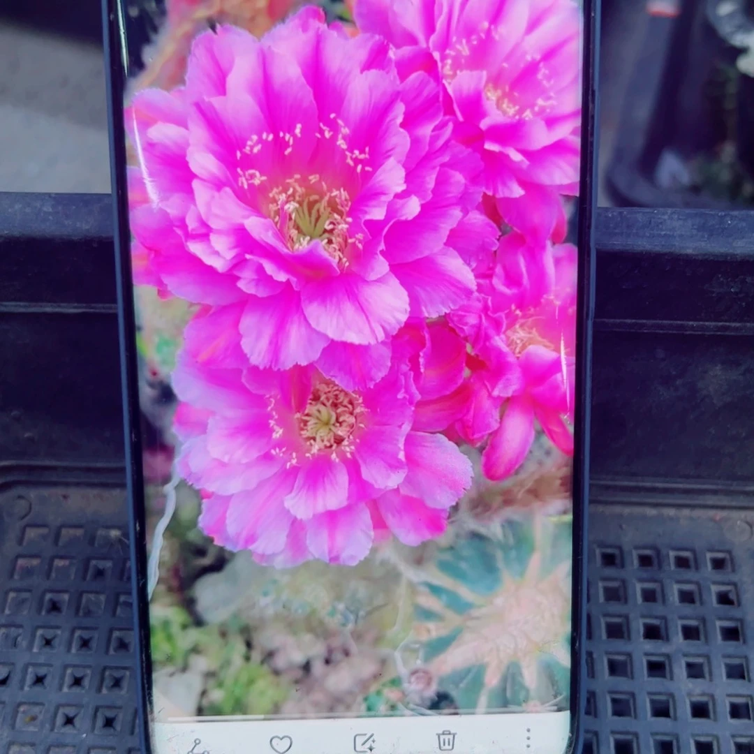 331彩草贵妇歪斑点无根侧芽4公分左右20包邮