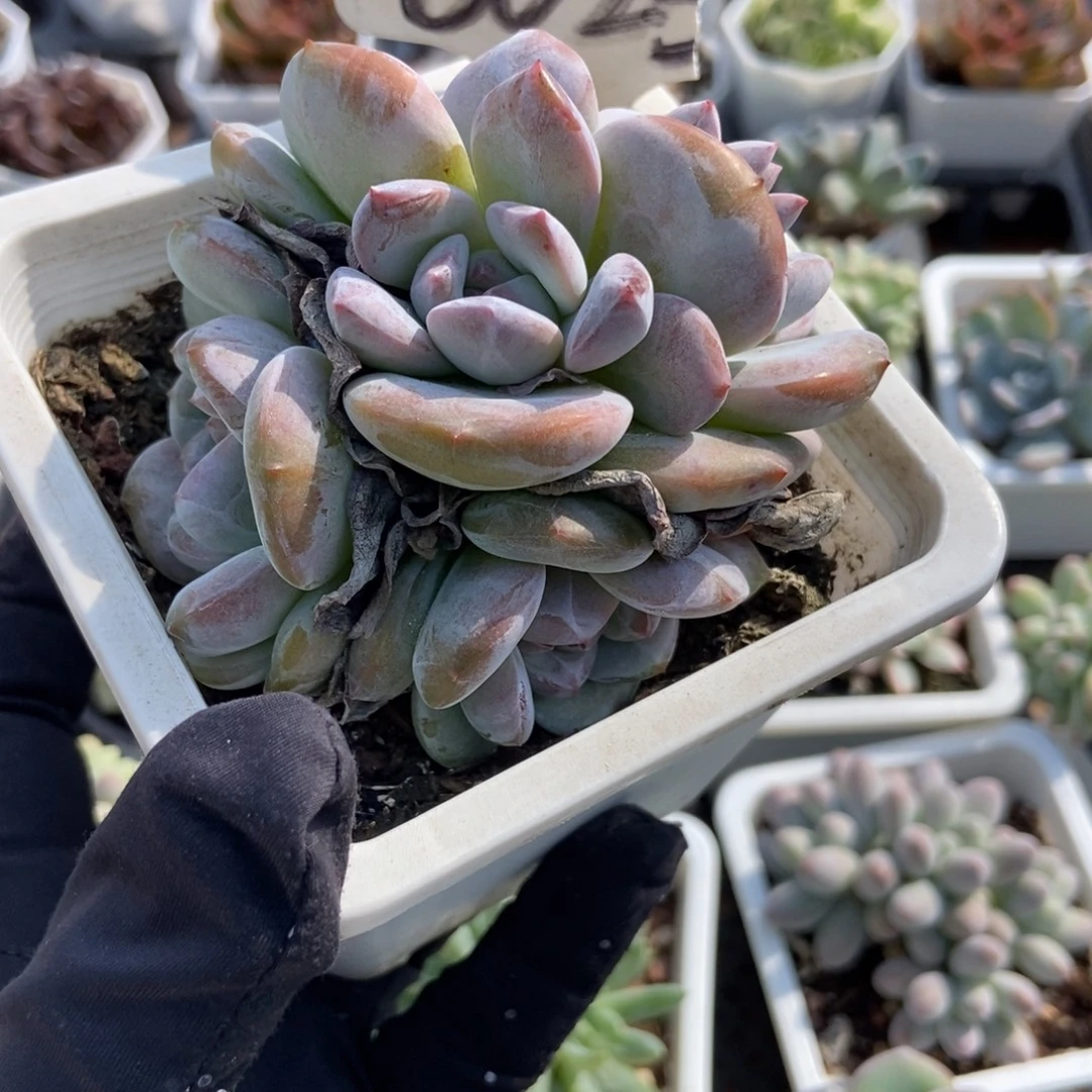 6025石榴籽多肉植物