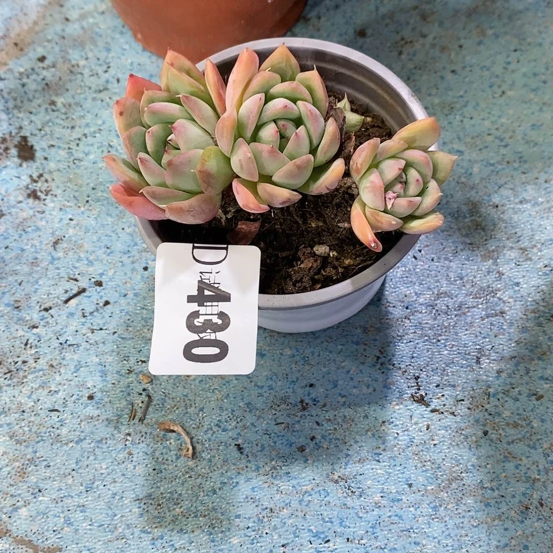 寶****ｇ430杂多肉植物