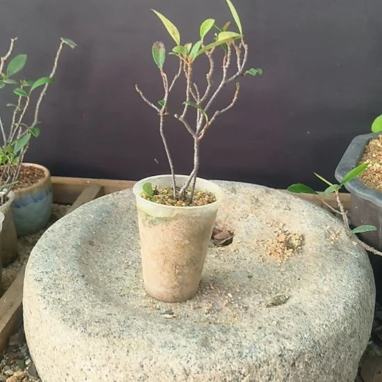 快***李无花朵海岛春花