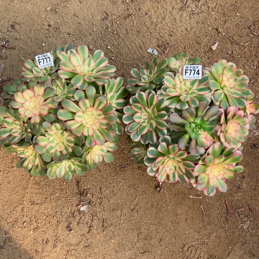 李***李777+774荔枝尺寸30左右