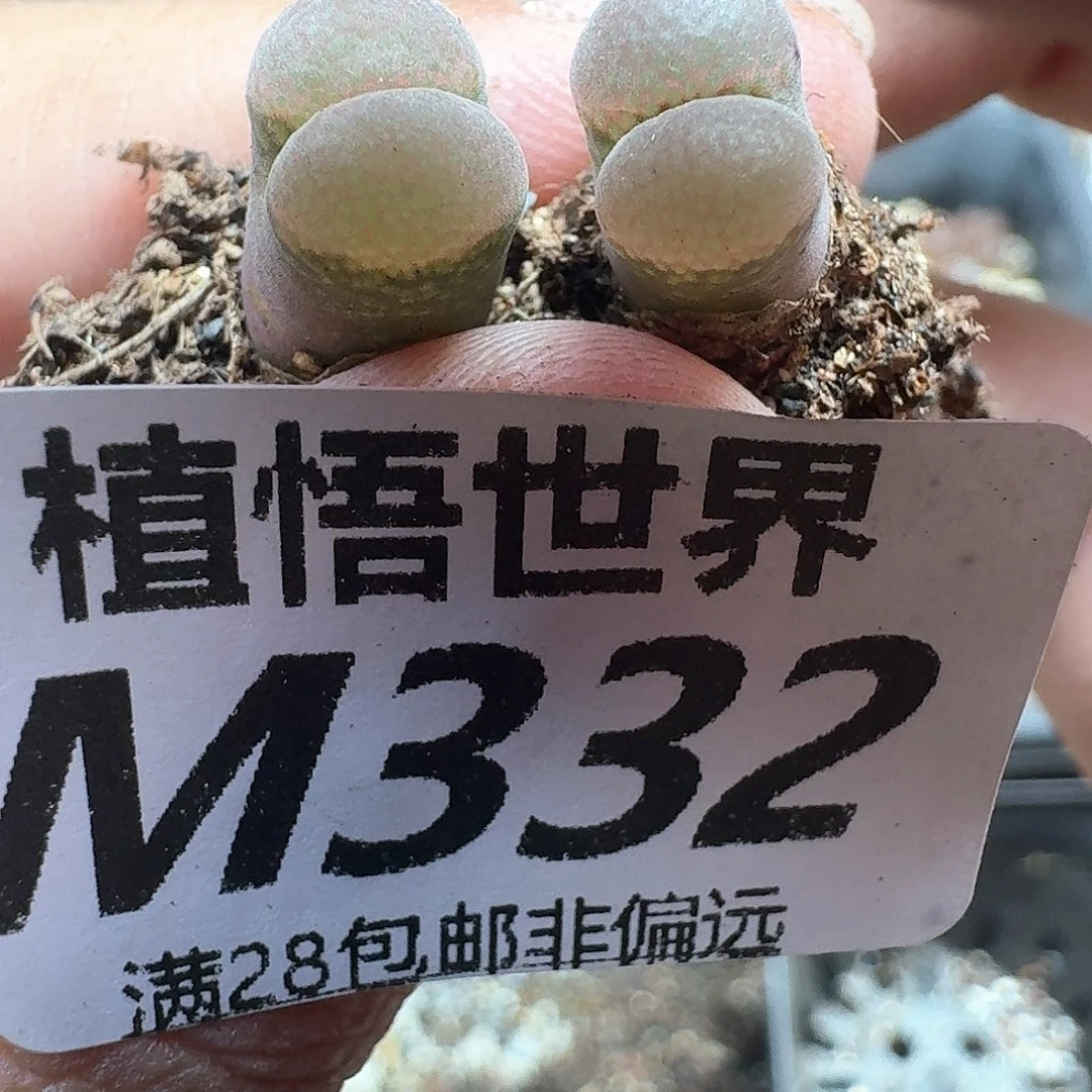 多肉植物的润泽地fg