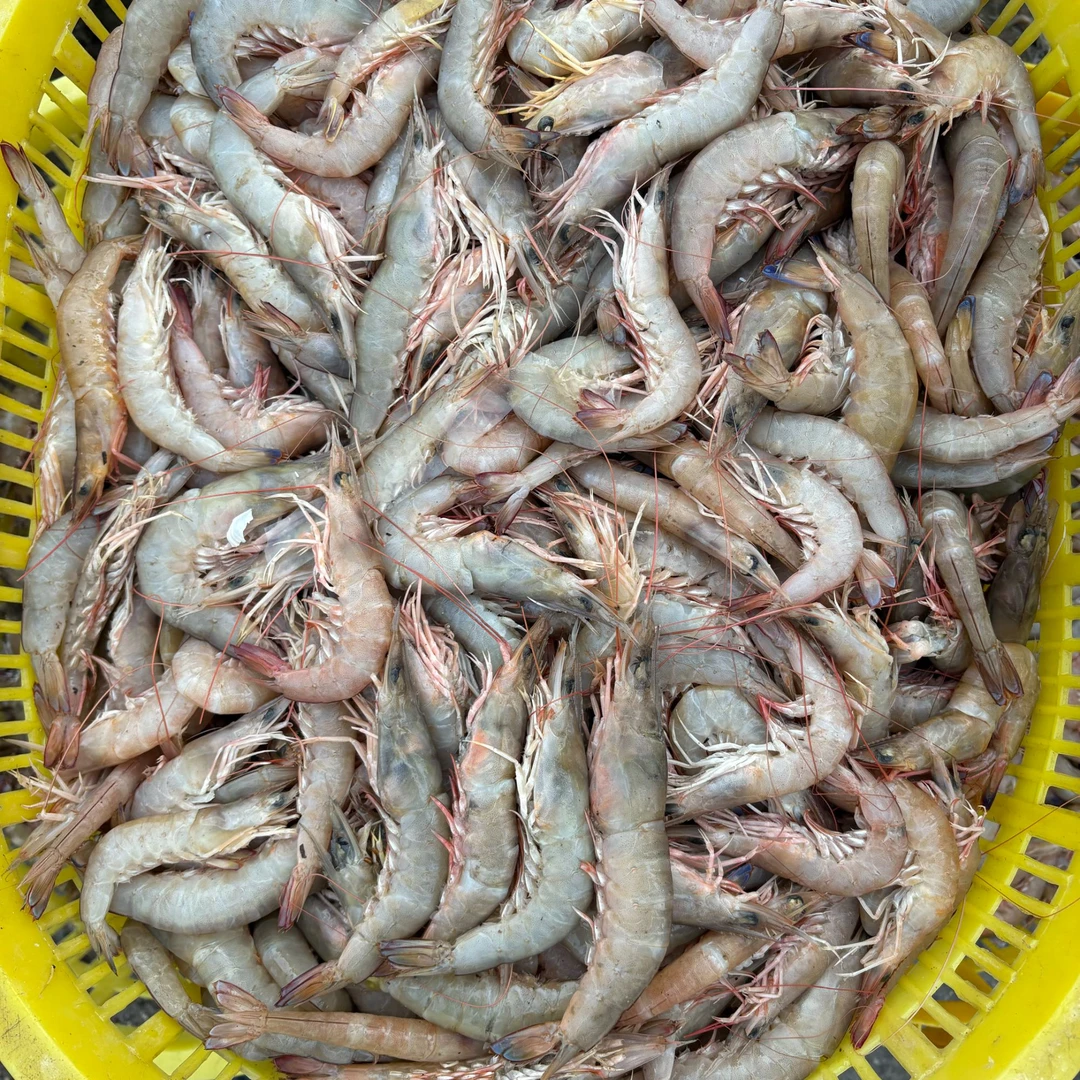 速冻 本港海捕海虾 麻虾3斤 顺丰包邮